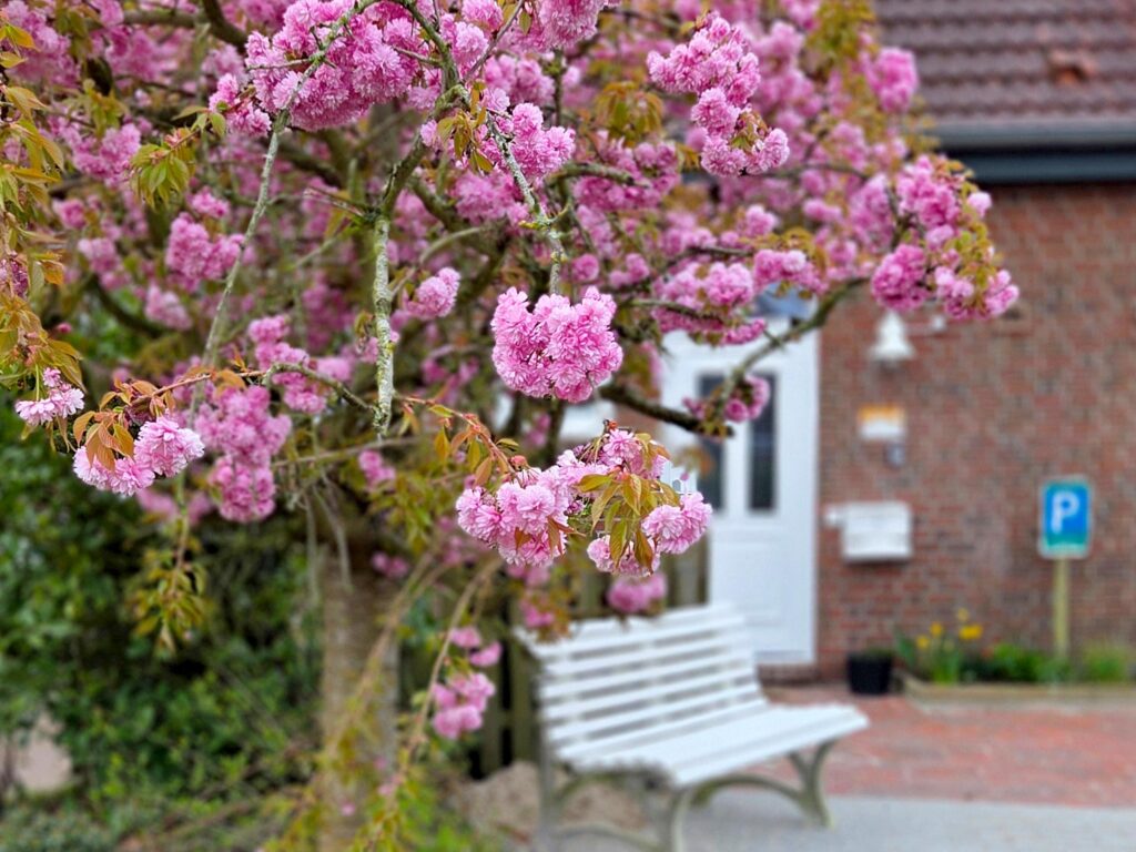 Blüten im Vorgarten