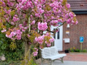 Blüten im Vorgarten